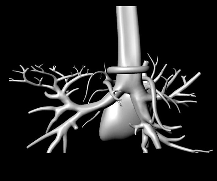 Circulatory & Respiratory Systems