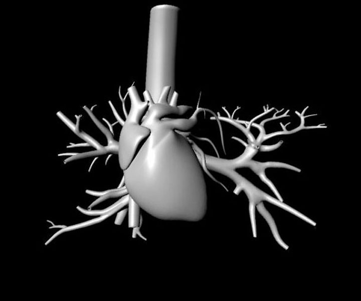 Circulatory & Respiratory Systems