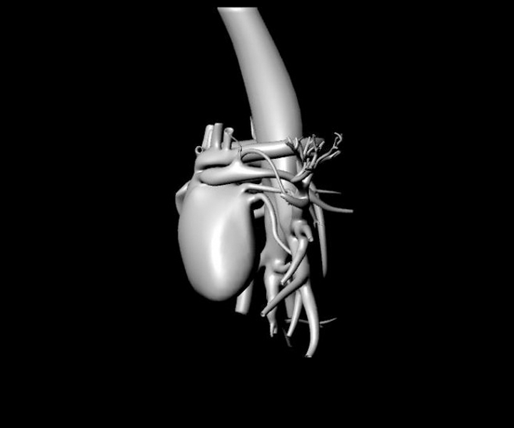 Circulatory & Respiratory Systems